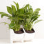 CMS2458W_1.jpg@26b7d332ffed7df229b09e0f96ea7237
