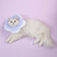 TBD0426969901B_4.jpg@95c2721c1b67073eafc77e4a63b71e11